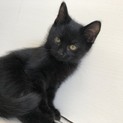 可愛い黒猫くんです