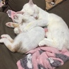 ぎゅっとしながらお昼寝