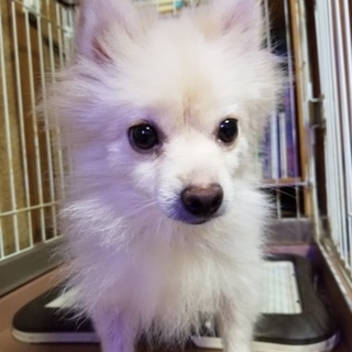 素敵な里親さんが見つかりました(*´艸`)