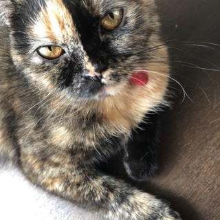 ブリティッシュショートヘア トーティの女の子　1歳