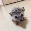 ハリネズミ　幼少期　里親決定いたしました。