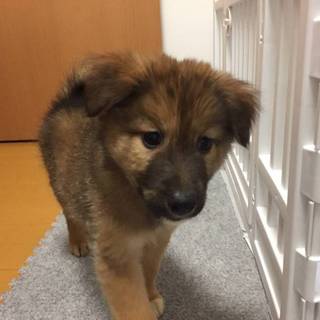 【保健所引き出し】かわいい子犬です❗️