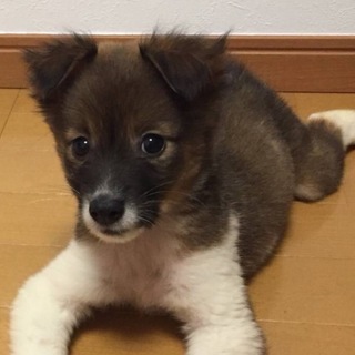 【保健所引き出し】かわいい子犬です❗️