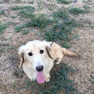 新しいご家族が見つかりました。