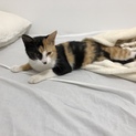 とっても人懐っこい三毛猫