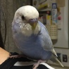 肩の上が大好きです