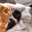 かわいい子猫