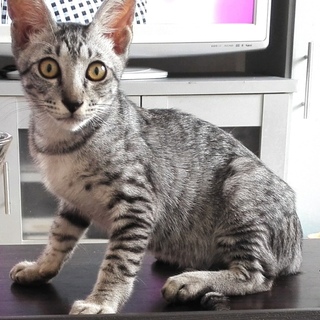 ワイルドなお顔のシルバー子猫