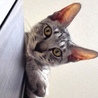 ワイルドなお顔のシルバー子猫 サムネイル6