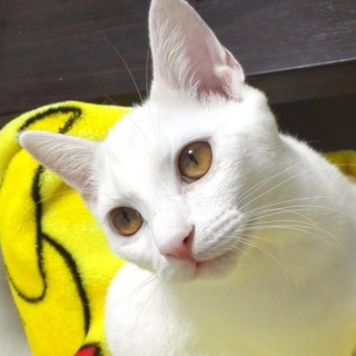 めちゃくちゃ人懐っこい白猫さん