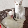 めちゃくちゃ人懐っこい白猫さん サムネイル3