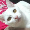 めちゃくちゃ人懐っこい白猫さん サムネイル5