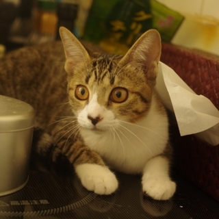 ツンデレなキジシロの女の子