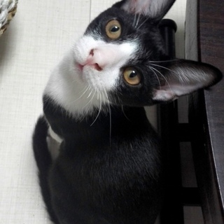 元気な甘えたハチワレ君♪