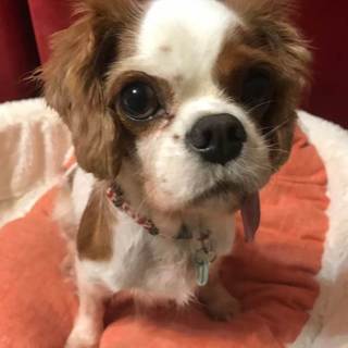 元気いっぱいのテヘペロの可愛いるるちゃん