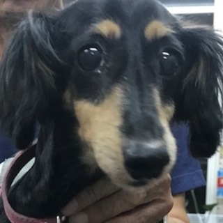 ダックス女の子