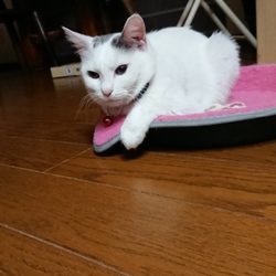 「台風で雨漏り」サムネイル2