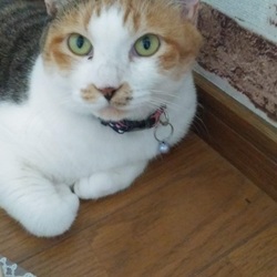 「台風で雨漏り」サムネイル3