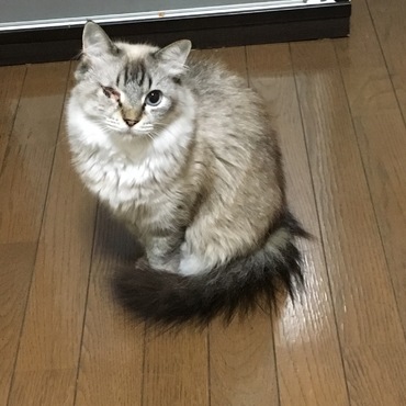 カナぷー