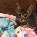 子猫を助けてください！！