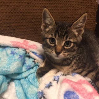 子猫を助けてください！！