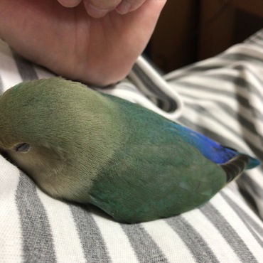 さつまいも？ (*^m^*) 