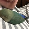 さつまいも？ (*^m^*) 