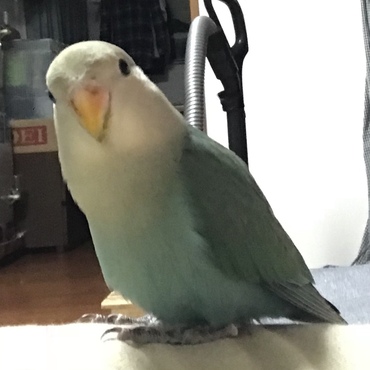くちばしが黄色いになりました！上はうっすらピンク