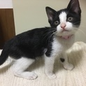 大人猫の肉球を吸う可愛いちびっこ