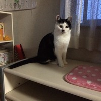 みぃちゃん