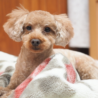 寂しがりやで、人なつっこいトイプードル3歳♂モコ