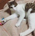キジシロ男子 ちょんぼり尻尾の 1歳です！