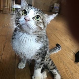 下肢麻痺ですので介護が必要です、甘えん坊です