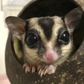 フクロモモンガ