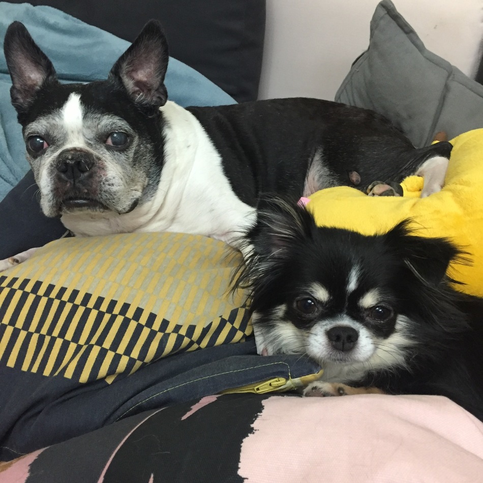 ジョウジのカバー写真