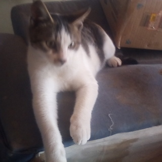 超人懐こい雄子猫保護/交通費不要/是非トライアルを