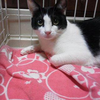 エイズキャリアの１才９か月の美猫です