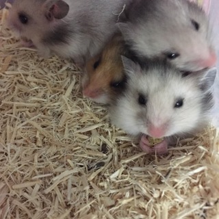 長毛ハムスターの赤ちゃん里親募集