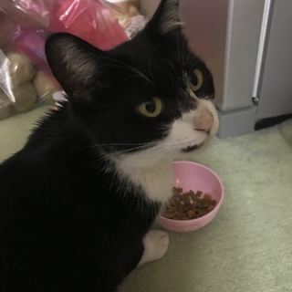 かわいいハチワレちゃんを保護しました❤️
