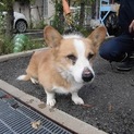 【助けて下さい❗️】迷子のコーギーです。