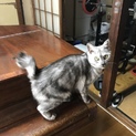 急遽‼️里親さん募集します！