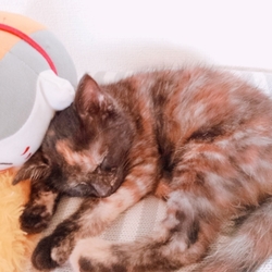 「2匹」サムネイル2