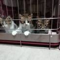 子猫3匹保護しました