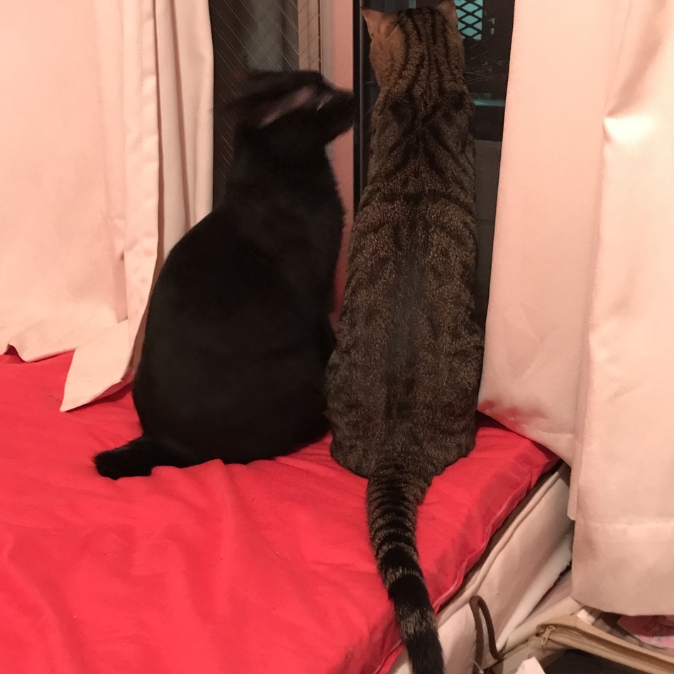 ハルのカバー写真