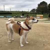 山田ゴン太