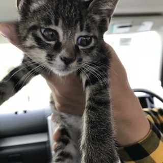 檜山郡江差町の猫の里親募集情報まとめ ペットのおうち 月間利用者150万人