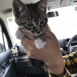 檜山郡江差町の猫の里親募集情報まとめ ペットのおうち 月間利用者150万人