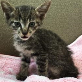 飼い主による持ち込み　収容期限10/19朝迄