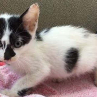 飼い主による持ち込み　収容期限10/19朝迄