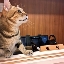 東京・赤羽に保護猫カフェが先月オープン！毎日譲渡会